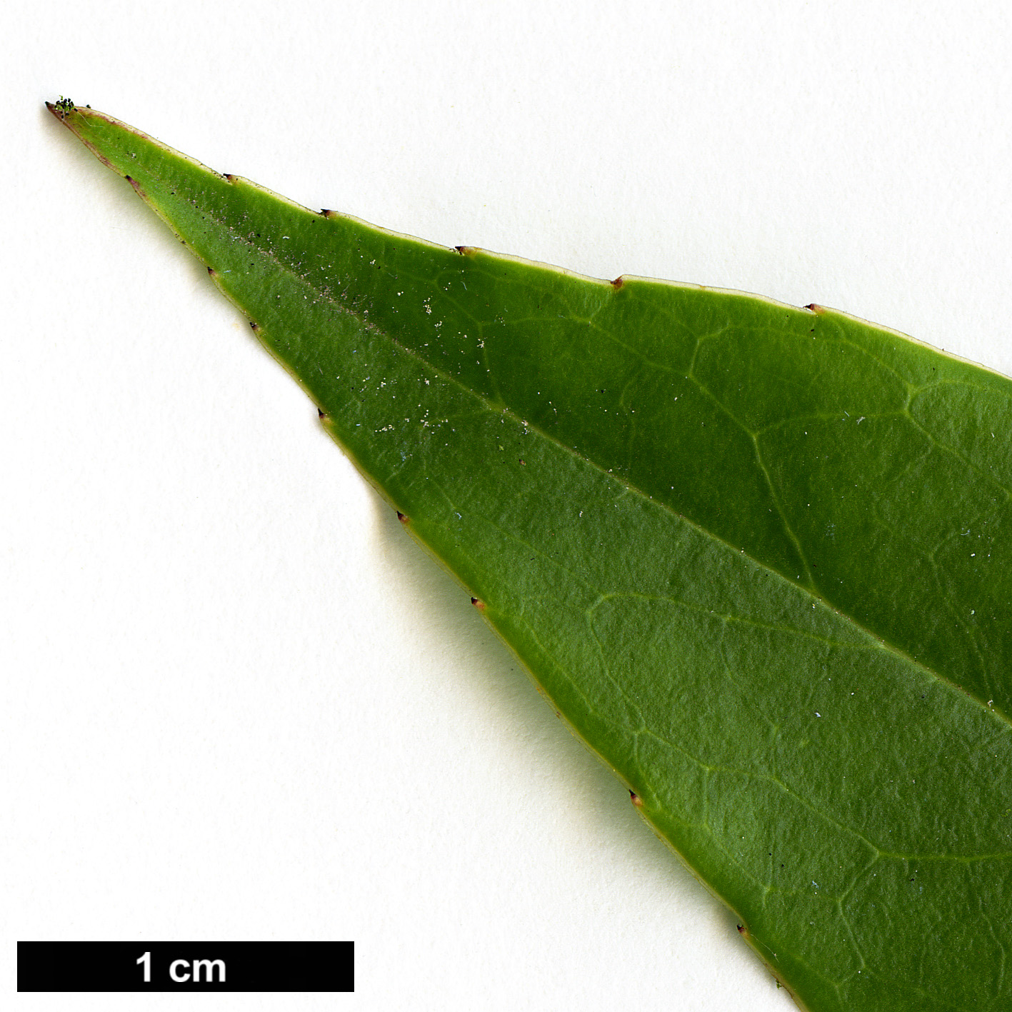 High resolution image: Family: Aquifoliaceae - Genus: Ilex - Taxon: fargesii - SpeciesSub: subsp. fargesii